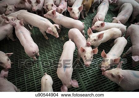 Stock Illustration - Piglets. Fotosearch