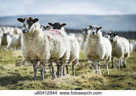 Stock Illustration - Sheep in field. Fotosearch