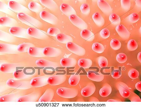 Villi of the intestine, illustration View Large Illustration Stock Illustration - Villi of the intestine, illustration. Fotosearch