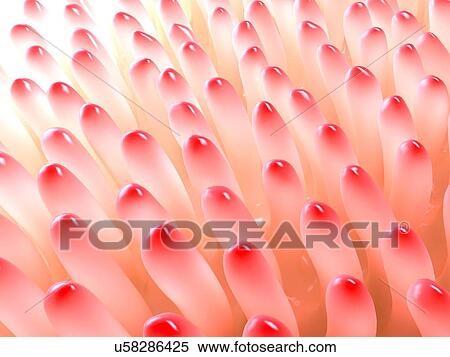 Stock Illustration - Villi of the intestine, illustration. Fotosearch