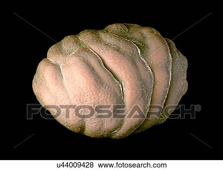Water bear tun, illustration View Large Illustration Stock Illustration - Water bear tun, illustration. Fotosearch