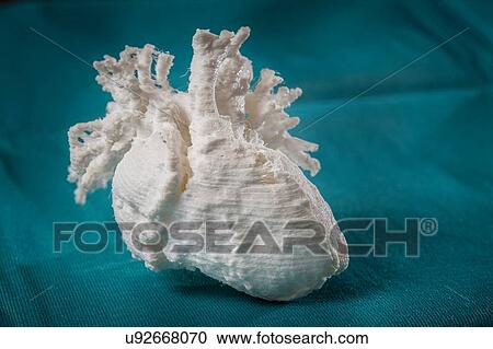 Stock Image - 3D printed model of a child's heart. Fotosearch
