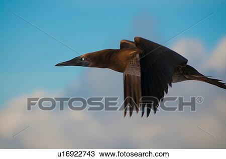 "A brown booby (Sula sp. ) flying around San Benedicto Island, Revillagigedo, Mexico" View Large Photo Image Stock Image - "A brown booby (Sula sp. ) flying around San Benedicto Island, Revillagigedo, Mexico". Fotosearch