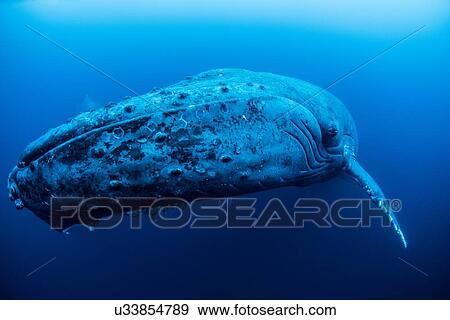 "A female humpback resting in the depths around Roca Partida Island, Mexico" View Large Photo Image Stock Photo - "A female humpback resting in the depths around Roca Partida Island, Mexico". Fotosearch