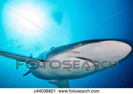 "A female silky shark with bite marks inflicted by a male during mating, Socorro Island, Mexico" View Large Photo Image Stock Image - "A female silky shark with bite marks inflicted by a male during mating, Socorro Island, Mexico". Fotosearch