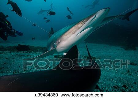 Stock Image - "A silky shark avoiding another shark during a deep dive, in Socorro Island, Mexico". Fotosearch