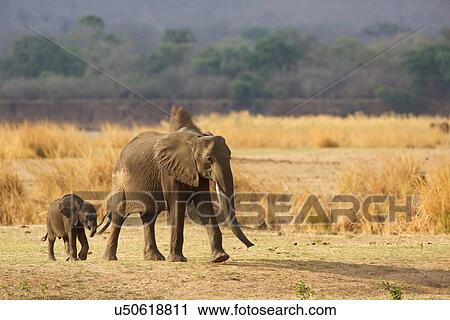 "African elephant calf with parent (Loxodonta africana), Mana Pools National Park, Zimbabwe, Africa" View Large Photo Image Stock Image - "African elephant calf with parent (Loxodonta africana), Mana Pools National Park, Zimbabwe, Africa". Fotosearch
