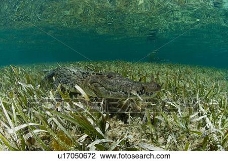 Stock Image - "American crocodile (crocodylus acutus) in clear waters of Caribbean, Chinchorro Banks (Biosphere Reserve), Quintana Roo, Mexico". Fotosearch