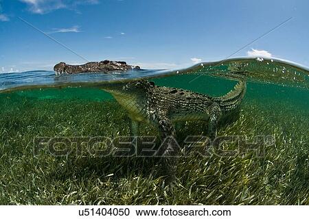 "American crocodile (crocodylus acutus) in clear waters of Caribbean, Chinchorro Banks (Biosphere Reserve), Quintana Roo, Mexico" View Large Photo Image Stock Image - "American crocodile (crocodylus acutus) in clear waters of Caribbean, Chinchorro Banks (Biosphere Reserve), Quintana Roo, Mexico". Fotosearch