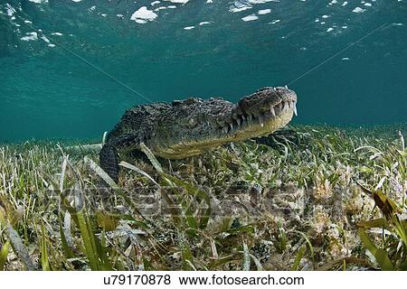 "American crocodile (crocodylus acutus) in clear waters of Caribbean, Chinchorro Banks (Biosphere Reserve), Quintana Roo, Mexico" View Large Photo Image Stock Photo - "American crocodile (crocodylus acutus) in clear waters of Caribbean, Chinchorro Banks (Biosphere Reserve), Quintana Roo, Mexico". Fotosearch