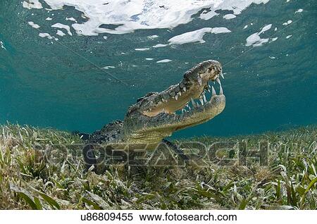 "American crocodile (crocodylus acutus) in clear waters of Caribbean, Chinchorro Banks (Biosphere Reserve), Quintana Roo, Mexico" View Large Photo Image Stock Photography - "American crocodile (crocodylus acutus) in clear waters of Caribbean, Chinchorro Banks (Biosphere Reserve), Quintana Roo, Mexico". Fotosearch