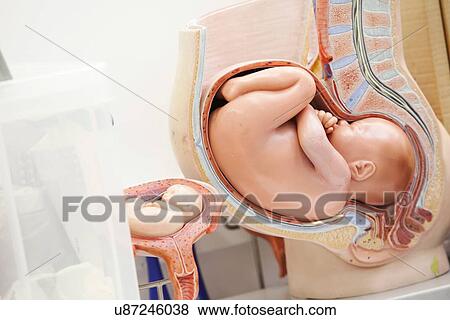 Anatomical model of human foetus View Large Photo Image Stock Photo - Anatomical model of human foetus. Fotosearch