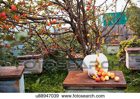 Stock Photo - "Apples on top of hive in orchard, Sarsy village, Sverdlovsk Region, Russia". Fotosearch