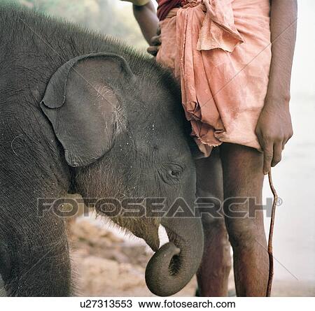 Stock Image - "Baby Indian Elephant, (3 months old) with carer, a mahout, Kerala, India". Fotosearch