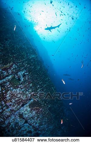 "Baitfish and shark swimming by steep underwater walls, Roca Partida, Revillagigedo, Mexico" View Large Photo Image Stock Photo - "Baitfish and shark swimming by steep underwater walls, Roca Partida, Revillagigedo, Mexico". Fotosearch