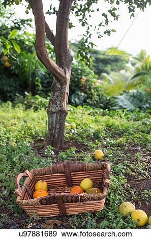 Stock Photo -  Basket of harvested oranges in garden. Fotosearch