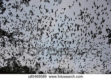 Stock Photo - "Bats leaving cave to feed at sunset, Calakmul Biosphere Reserve, Campeche, Mexico". Fotosearch