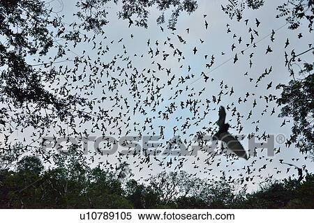 Stock Photography - "Bats leaving cave to feed at sunset, Calakmul Biosphere Reserve, Campeche, Mexico". Fotosearch