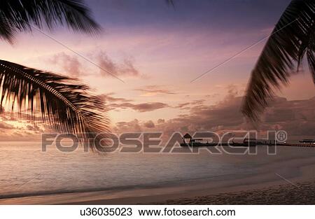 "Beach trees at sunset, Ari Atoll, Maldives" View Large Photo Image Stock Image - "Beach trees at sunset, Ari Atoll, Maldives". Fotosearch