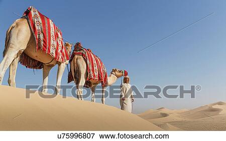 "Bedouin leading two camels in desert, Dubai, United Arab Emirates" View Large Photo Image Stock Photo - "Bedouin leading two camels in desert, Dubai, United Arab Emirates". Fotosearch