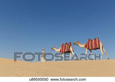 "Bedouin walking with two camels in desert, Dubai, United Arab Emirates" View Large Photo Image Stock Image - "Bedouin walking with two camels in desert, Dubai, United Arab Emirates". Fotosearch
