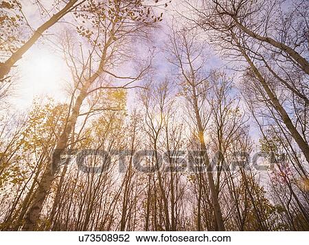 Stock Image - " Birch trees, (Betula pendula) in Yorkshire, low angle view". Fotosearch