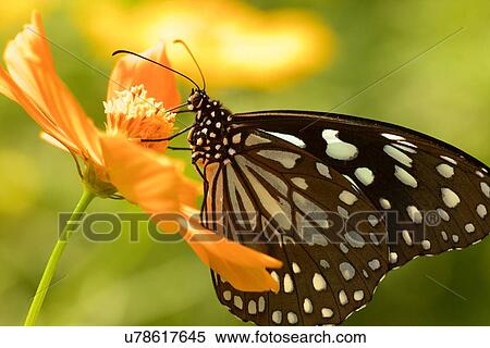 "Blue tiger butterfly (Tirumala limniace) on a flower, Kerala, India" View Large Photo Image Stock Photography - "Blue tiger butterfly (Tirumala limniace) on a flower, Kerala, India". Fotosearch
