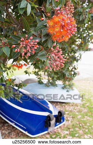 "Boats under Pohutukawa tree, NZ" View Large Photo Image Stock Image - "Boats under Pohutukawa tree, NZ". Fotosearch
