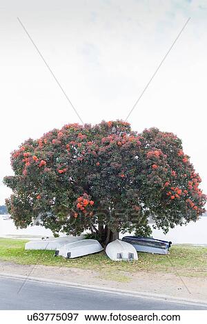 Stock Photo - "Boats under Pohutukawa tree, NZ". Fotosearch