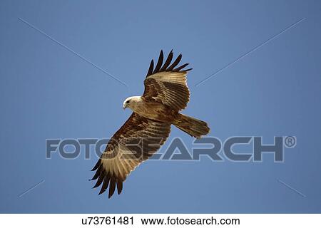Stock Image - "Brahminy kite in the air (Haliastur indus), Kerala, India". Fotosearch