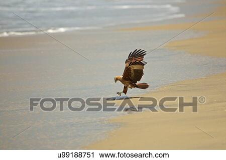 "Brahminy kite landing on beach (Haliastur indus), Kerala, India" View Large Photo Image Stock Image - "Brahminy kite landing on beach (Haliastur indus), Kerala, India". Fotosearch