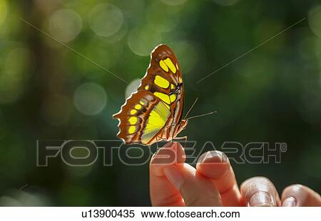 Butterfly on woman's finger View Large Photo Image Stock Photography - Butterfly on woman's finger. Fotosearch