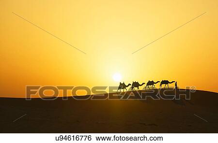 Camel Caravane Dans Désert à Coucher Soleil Dubai Uni Arabe Emirates Banque De Photographies