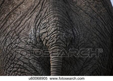 Stock Photography - Close up of african elephants rump and tail. Fotosearch