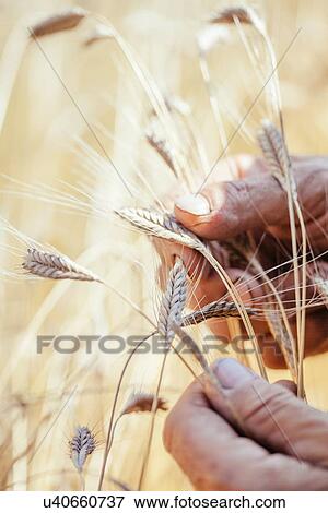 Stock Photo - Close up of farmers hands touching ears of wheat in field. Fotosearch