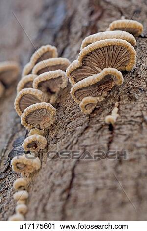 Stock Image - Close up of fungi growing on tree trunk. Fotosearch