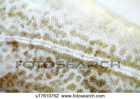 Close up of raw fish skin View Large Photo Image Stock Image - Close up of raw fish skin. Fotosearch