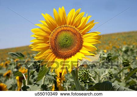 "Close up of sunflower, Pienza, Val D'Orcia, Tuscany, Italy" View Large Photo Image Stock Photo - "Close up of sunflower, Pienza, Val D'Orcia, Tuscany, Italy". Fotosearch
