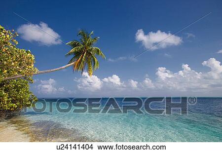 "Coconut palm over a tropical sea, Vilamendhoo Island, Ari Atoll, Maldives" View Large Photo Image Picture - "Coconut palm over a tropical sea, Vilamendhoo Island, Ari Atoll, Maldives". Fotosearch