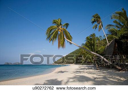 Stock Image - "Coconut palms on a tropical beach, El Nido, Philippines". Fotosearch