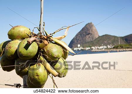 "Coconuts on beach, Rio de Janeiro, Brazil" View Large Photo Image Stock Image - "Coconuts on beach, Rio de Janeiro, Brazil". Fotosearch