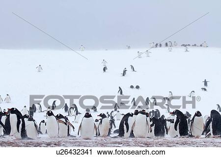 Stock Image - "Colony of Gentoo penguins (Pygoscelis papua) on Half Moon Island, Antarctica". Fotosearch