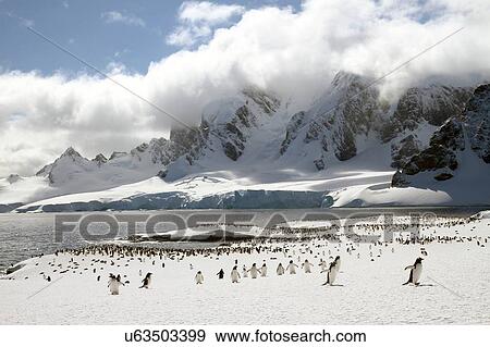 "Colony of Gentoo penguins (Pygoscelis papua) on Cuverville Island, Antarctica" View Large Photo Image Stock Photo - "Colony of Gentoo penguins (Pygoscelis papua) on Cuverville Island, Antarctica". Fotosearch