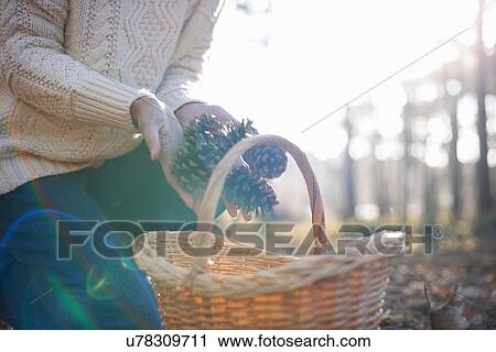 Stock Image - Cropped shot of mature woman picking pine cones for basket in forest. Fotosearch