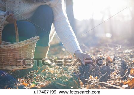 Stock Photo - Cropped shot of mature woman picking pine cones in forest. Fotosearch