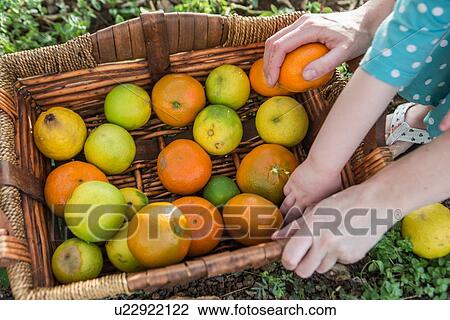 Cropped shot of mother and toddler daughters hands on basket of harvested oranges View Large Photo Image Stock Image - Cropped shot of mother and toddler daughters hands on basket of harvested oranges. Fotosearch