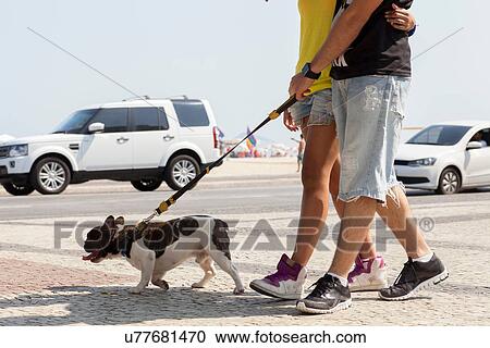 "Cropped shot of young couple strolling with dog, Copacabana, Rio De Janeiro, Brazil" View Large Photo Image Stock Image - "Cropped shot of young couple strolling with dog, Copacabana, Rio De Janeiro, Brazil". Fotosearch