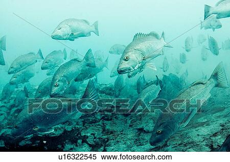 Stock Photography - "Cubera snappers gather at fresh water spout in lagoon at Sian Ka'an natural reserve, Quintana Roo, Mexico". Fotosearch