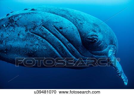 Stock Image - "Curious female humpback whale, closeup, Roca Partida, Revillagigedo, Mexico". Fotosearch