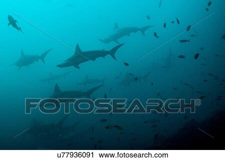"Deep water cleaning stations attracting hammerhead sharks, San Benedicto, Revillagigedo, Mexico" View Large Photo Image Stock Image - "Deep water cleaning stations attracting hammerhead sharks, San Benedicto, Revillagigedo, Mexico". Fotosearch